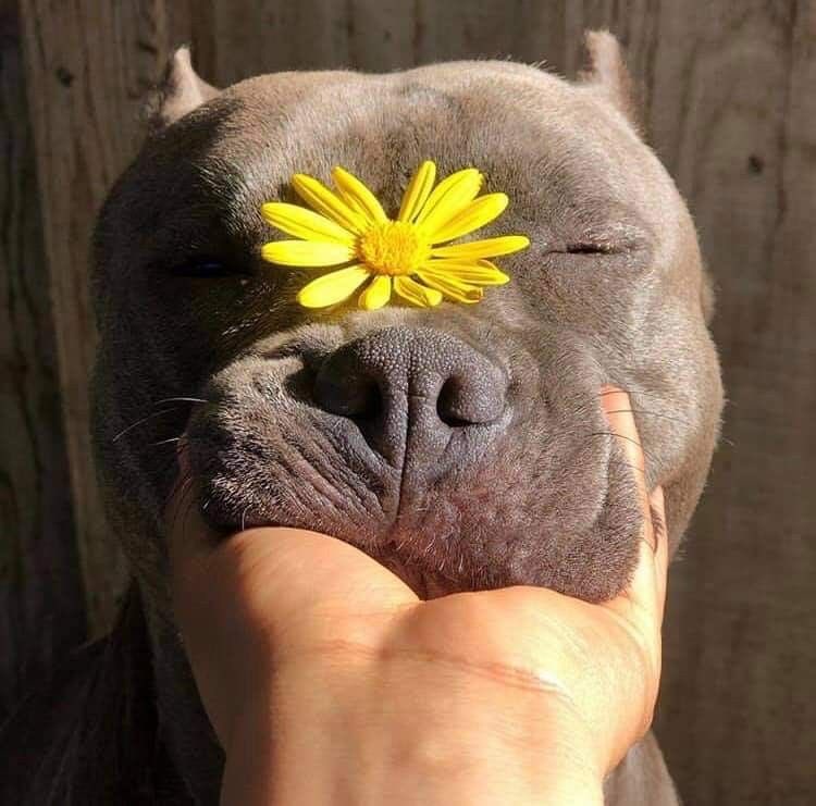 💖 (@twaniimals) on Twitter photo 