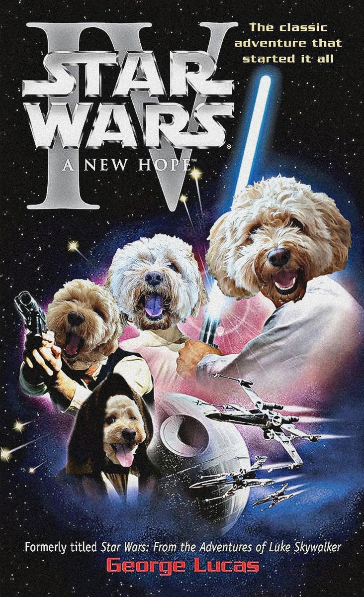 MarvinCavapoo's tweet photo. I'm turning 4 today!!! https://t.co/h7fiROjbZW
