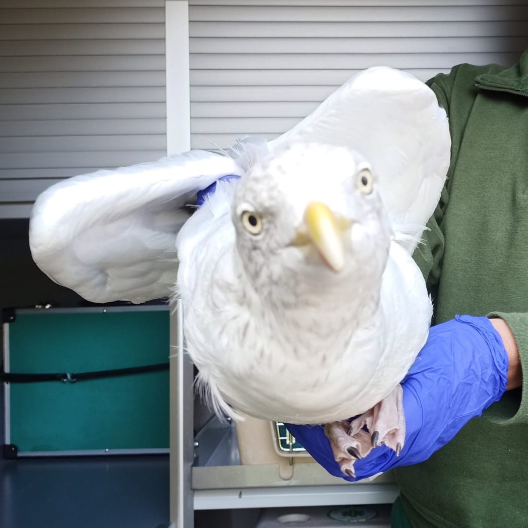 DierenAmsterdam's tweet photo. Vanmorgen vloog zij nog
Prachtige meeuw, helaas een hoge schouderbreuk, daar kan zelfs ome Gerrit niets meer aan doen, dus naar de dierenarts met de arme drommel, enkele reis naar het meeuwenparadijs #Vrijwilligers #Dierenambulance #Amster https://t.co/aymqtqTVeP