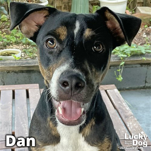 DCLuckyDog's tweet photo. Stand up and shake that tail! Our Puerto Rican Lucky Dogs are coming in with gusto this Saturday, September 30th at 7PM at @dogmabakery. Join our welcoming committee -- host them while they look for a forever home or just be the first friendly face they see when they arrive ... https://t.co/5lJufgD70D
