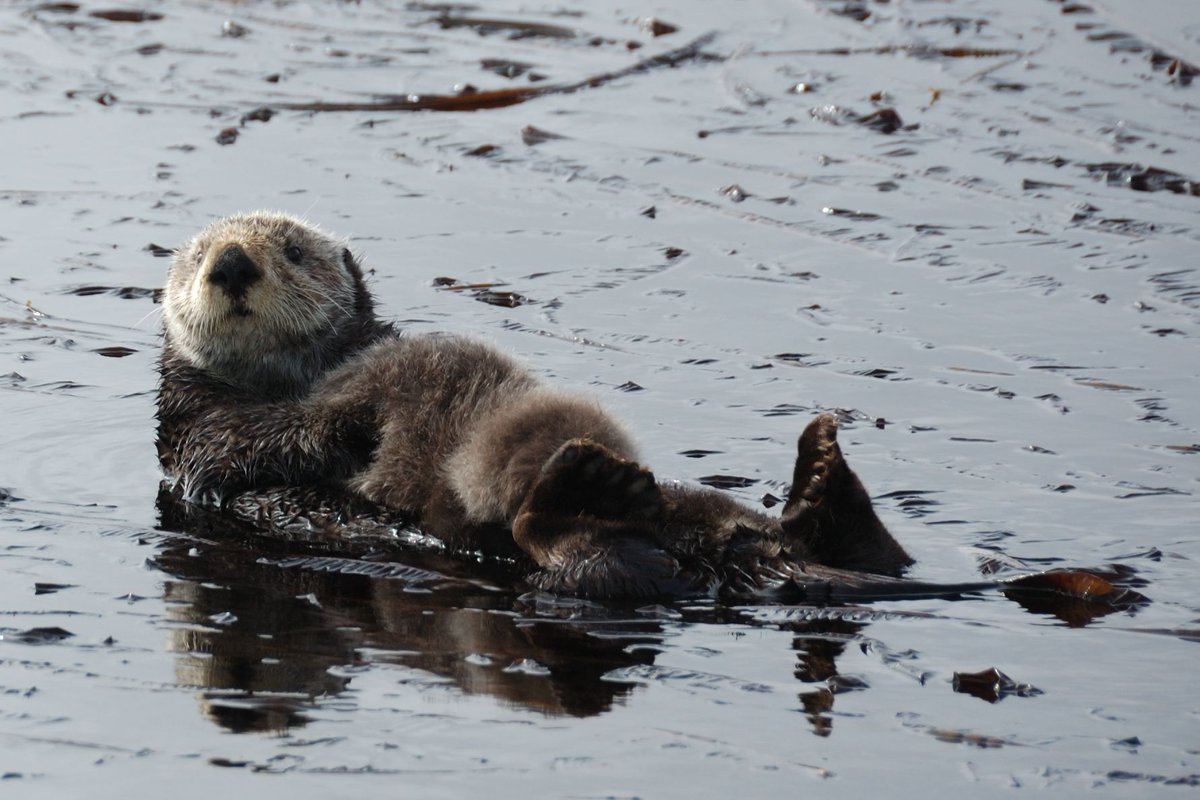 MissionBlue's tweet image. Happy #SeaOtterAwarenessWeek ! Sea otters are vital to the health of the ocean - particularly kelp forests! This keystone species keeps the sea urchin population in check so healthy kelp can grow.🦦
#SeaOtterAwareness

Photo by @NOAA