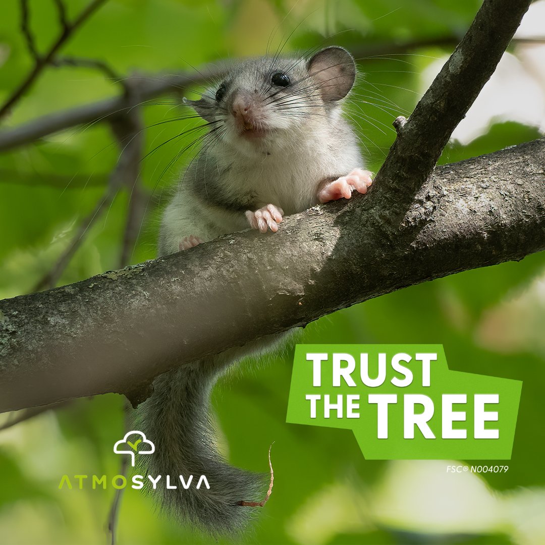 Atmosylva's tweet image. 🌳La Semaine des forêts FSC® 2023 est terminée, mais notre engagement, lui, se poursuit ! Engagez-vous en faveur des forêts et visitez notre page dédiée au projet à Amboise, développé dans le cadre de la Procédure FSC® Services Ecosystémiques 
#TrustTheTree #FSCForestWeek