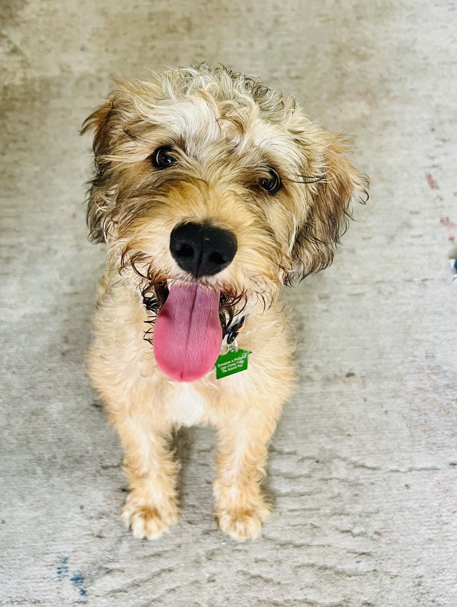 Say hi to our new 6-month rescue puppy, Dwight! 🐾 As we’re training him, we’re reminded how much dog training is pretty much all human training. #dog #AdoptDontShop #bebetter #patience