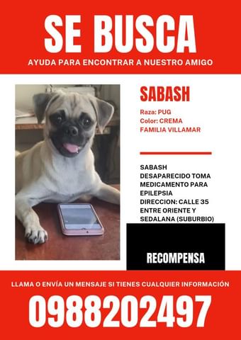 AlertaMePerdi's tweet photo. #PERDIDO #GUAYAQUIL
Nombre: #SABASH
Fecha: 11/09/23
Sector: Sur, 35ava. entre Sedalana y Oriente
Sexo: Macho
Raza: Pug
Obsv.: Tiene sus cejas bien pronunciadas
Contacto: 0988202497
SE OFRECE RECOMPENSA
¡Ayúdalo a volver con su familia!
#AlertaMePerdí https://t.co/3KkUJ0bQkm
