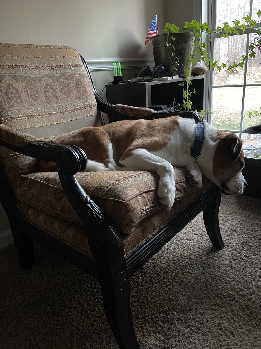 frenchyprof927's tweet photo. @adhd_beans My 85lb boxer mix is a tiny lap love too https://t.co/hFdDngc6GB