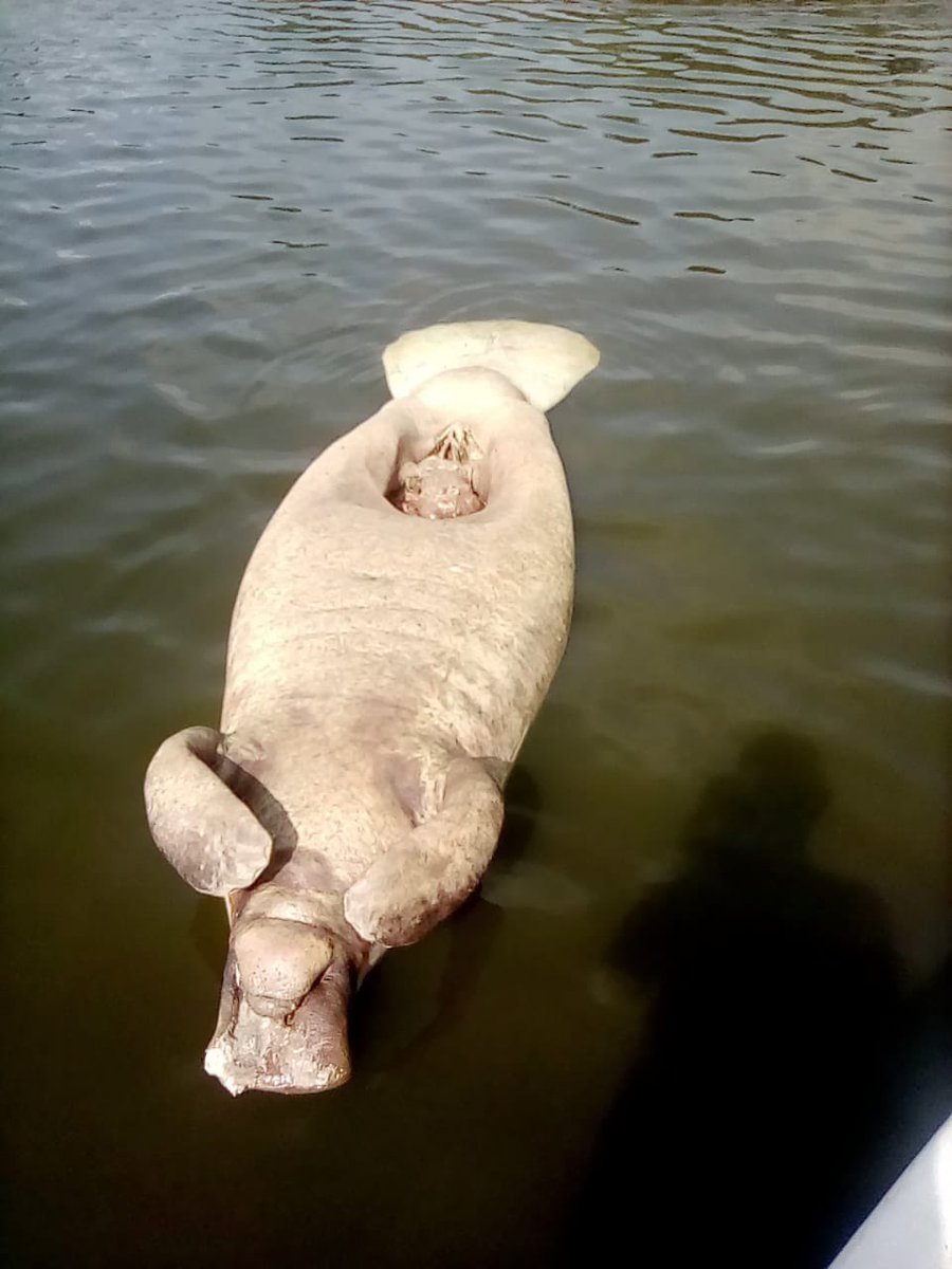 Agudesim, defensores de la Ciénaga de Simití, reportan que hoy amaneció manatí en este lugar. Las causas son desconocidas. <a href="/MinAmbienteCo/">MinAmbiente Colombia</a> <a href="/N_CastelblancoM/">Nataly Castelblanco</a> <a href="/susanamuhamad/">Susana Muhamad</a> <a href="/svilardyq/">Sandra Vilardy</a> <a href="/AUNAPColombia/">aunapcolombia</a> <a href="/MinAgricultura/">Min. de Agricultura</a> <a href="/albertobemo/">Alberto Benavides Mora</a>
