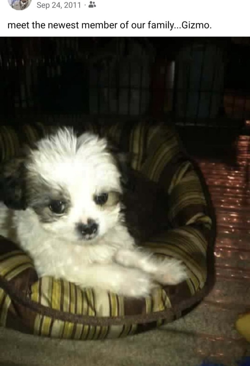 Bunneh (🐰Bunana PNGtuber🍌) tweet media