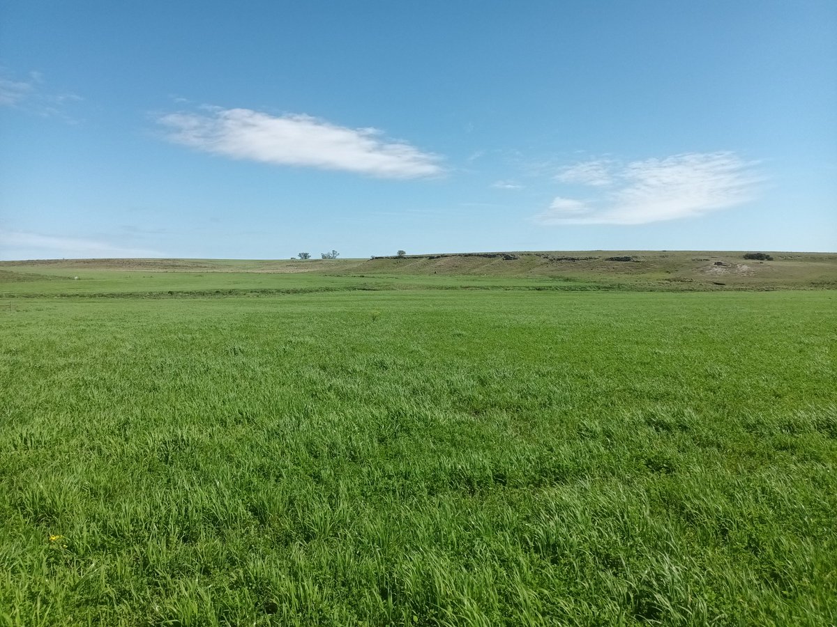 Alfalfa + cebadilla de 1er año.