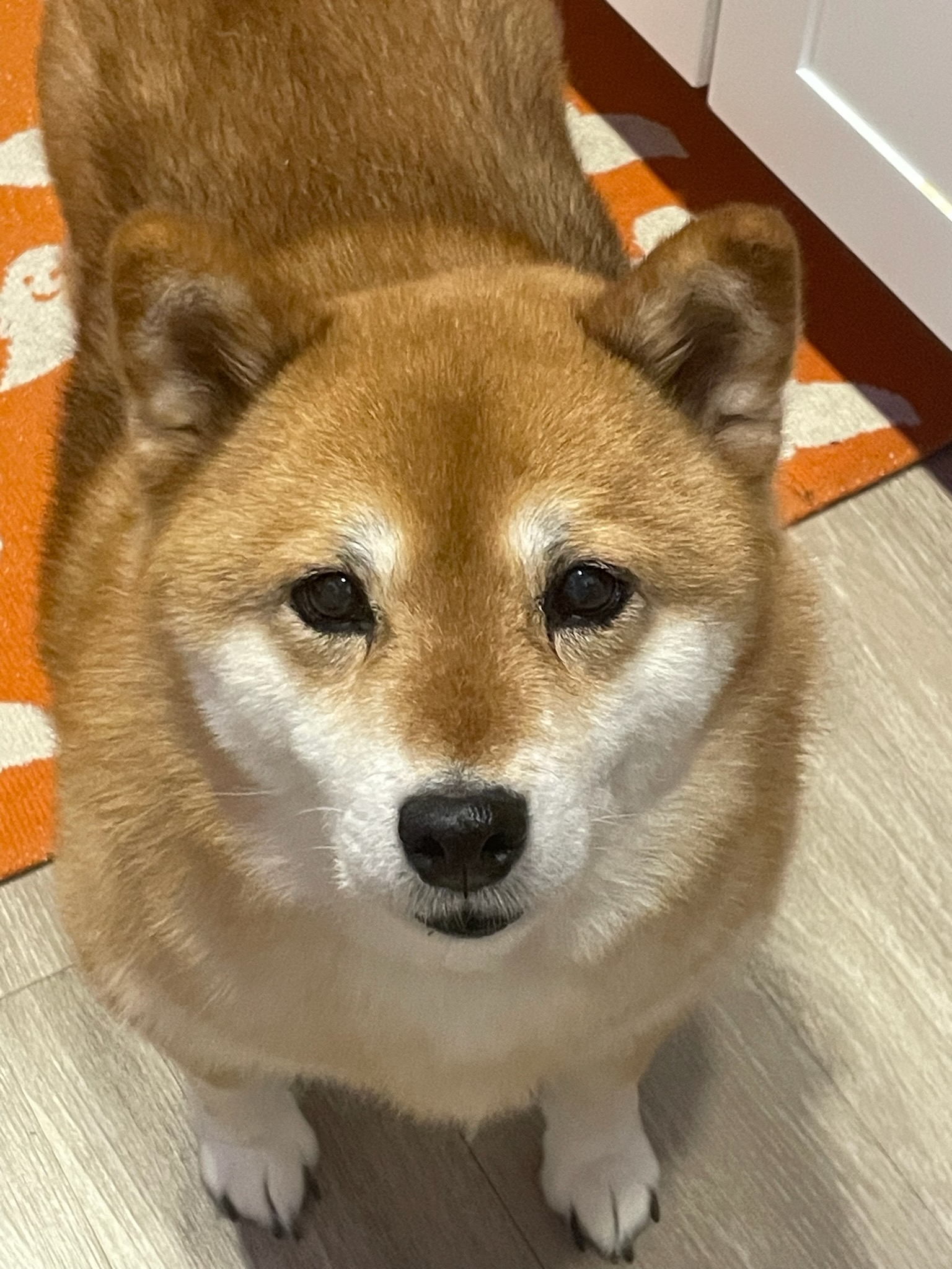 Chunky shiba store