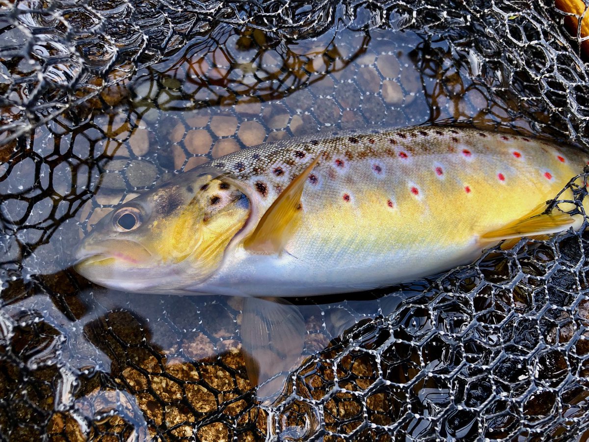 Perfection #RiverLoughor
