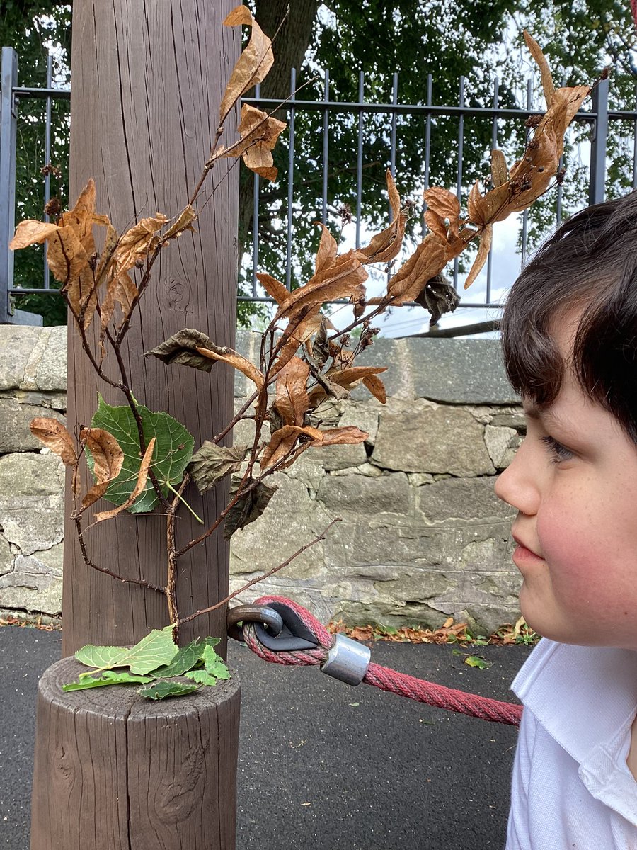 elton_school's tweet photo. For this brightly coloured long one we tried to make life a bit more interesting. 🐛😀
3/3
#learningaboutnature #derbyshire #matlock https://t.co/YRgmBeNtxU