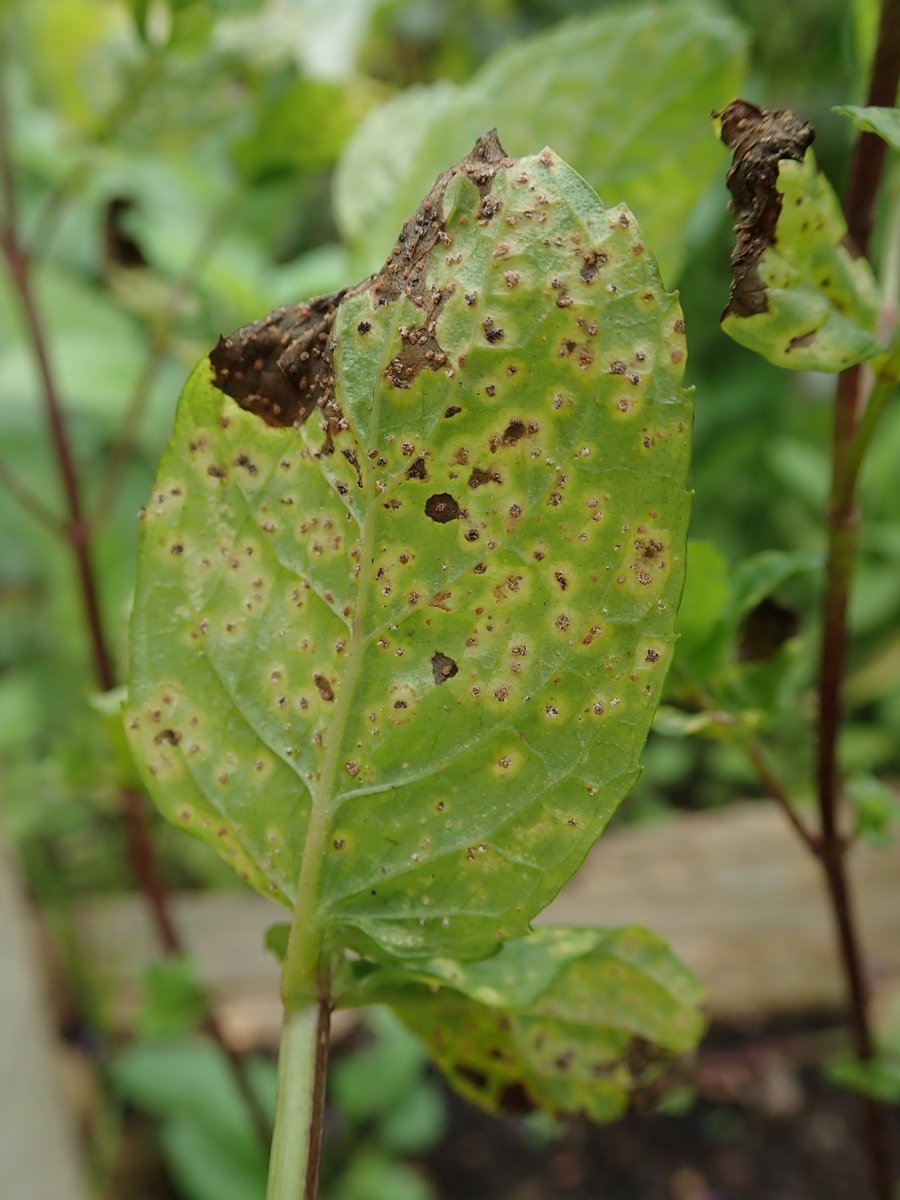 PavelSinkyrik's tweet photo. For the first time I was able to photograph and microscope the hyperparasite rust on Puccinia menthae. It's just a pity that I didn't take pictures of the pycnidia themselves which look quite aesthetic. #rust #hyperparasite #plantdiseases #puccinia https://t.co/RozWH5rNbg