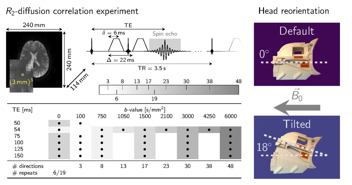 New paper in Imaging Neuroscience <a href="/mitpress/">The MIT Press @mitpress.bsky.social</a> by Elena Kleban, Derek K. Jones &amp; Chantal M.W. Tax:

The impact of head orientation with respect to B0 on diffusion tensor MRI measures

direct.mit.edu/imag/article/d…
