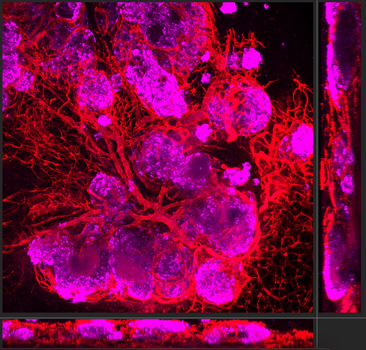 YYZscientist's tweet photo. Any guesses on what this is? The red one is easy and the cooler structures one could ever study - although I am a bit biased :)
Credit to Dr. Sonia Taib in the #VasconcelosLab.
#fluorescence #Research https://t.co/w2yqi2T5ez
