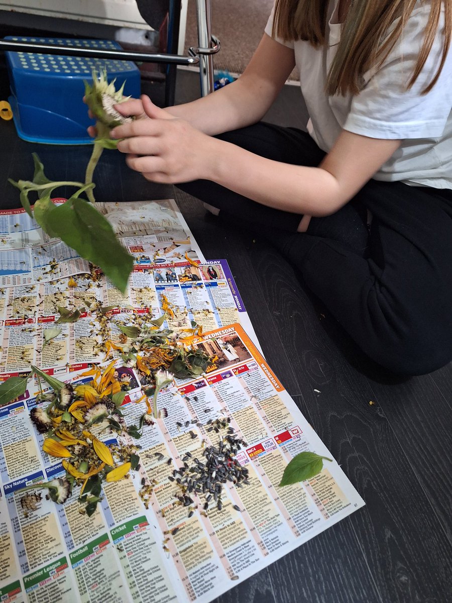 DebbieB45348934's tweet photo. Tonight we harvested our sunflower seeds 🌻🌱 @MrsEFlanders  @parishschool1 some coming into school tomorrow 👍😁 https://t.co/pElR50Nyed