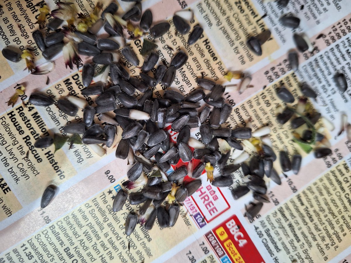 DebbieB45348934's tweet photo. Tonight we harvested our sunflower seeds 🌻🌱 @MrsEFlanders  @parishschool1 some coming into school tomorrow 👍😁 https://t.co/pElR50Nyed