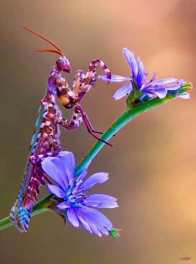 johnydraws's tweet image. @AnjaliOnGaia Orchid Mantis on a blue flower.🌷🌺🦗😃👽