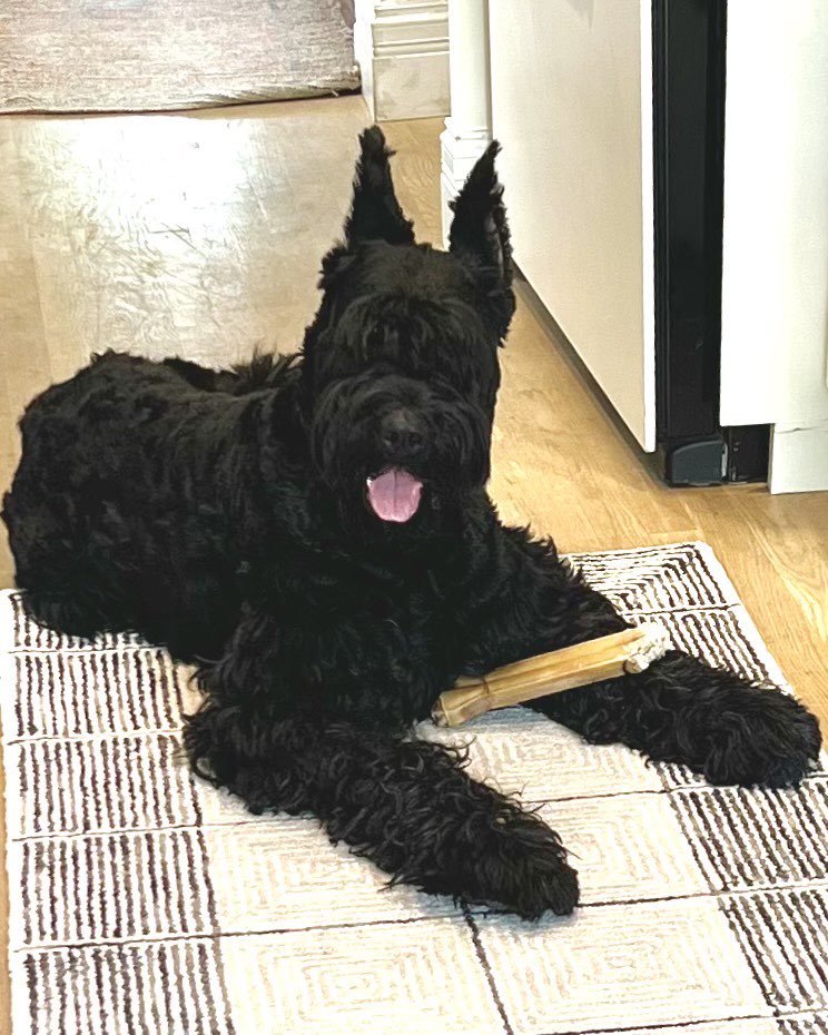 Social media shares helped us get our dog back after being stolen- Please please share far and wide to get sweet Duke home to his owners!!! 💔