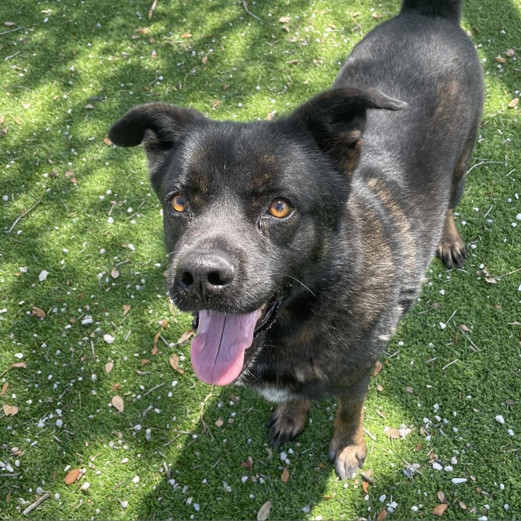 🐻Meet Grizzly, the delightful 8-year-old companion you've been searching for. Grizzly's warm and friendly nature instantly makes him a favorite among everyone he meets. #bdrr #bigdogranchrescue #dogrescue #rescuedog