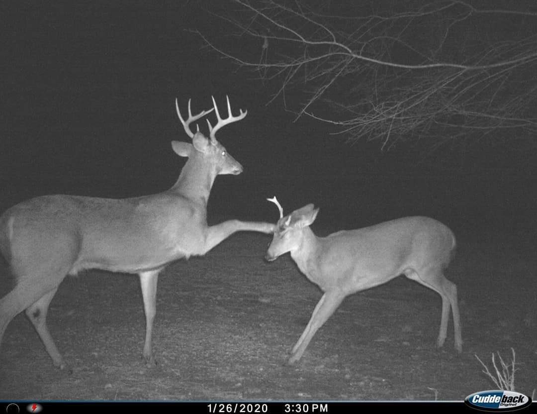 Trail_Cams's tweet photo. https://t.co/Dfw35xGjeh