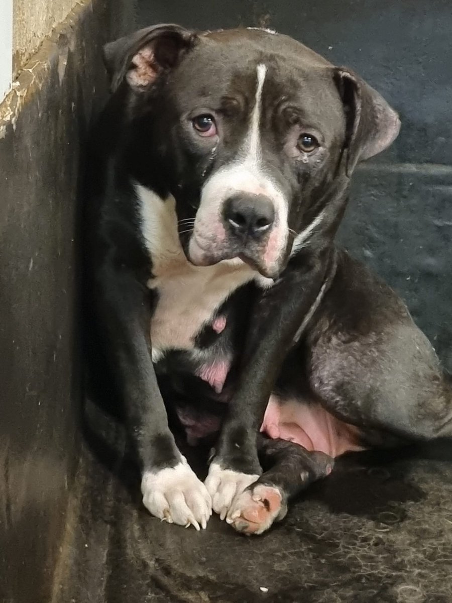 Please retweet, another heartbreaker, mum dumped by a breeder after having puppies, #YORKSHIRE #UK 'OUR HEARTS ARE BREAKING FOR POOR ROSA AND THE LIFE SHE MUST HAVE LED … TODAY IS THE START OF HER NEW LIFE Today, we’ve been to pick up beautiful ROSA from the pound, she was