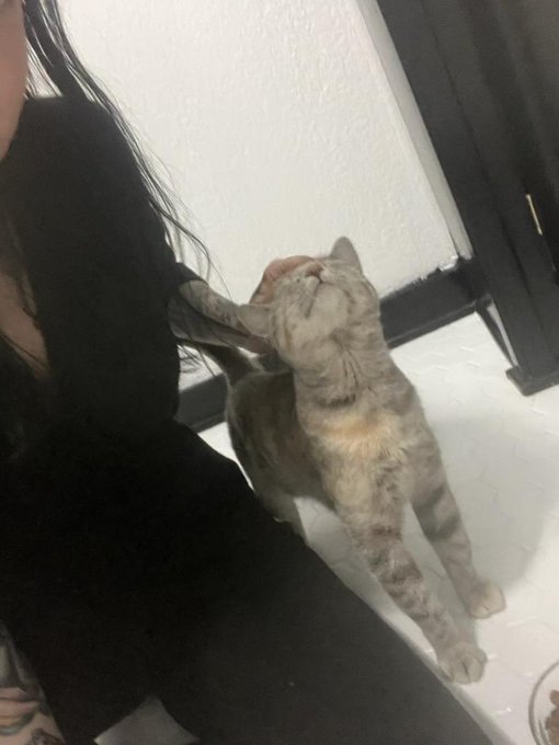 Day two. Her limp is gone. She&rsquo;s started to do normal playful cat things, like plop down and roll over