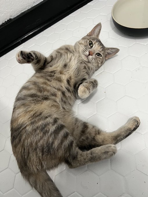 Day two. Her limp is gone. She&rsquo;s started to do normal playful cat things, like plop down and roll over