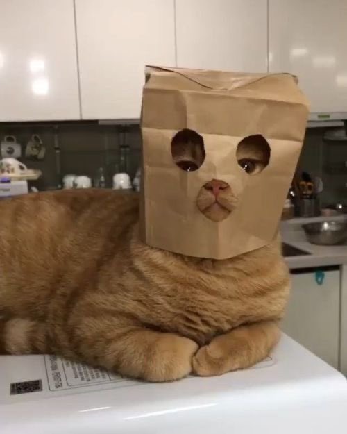WE LOVE CATS tweet media