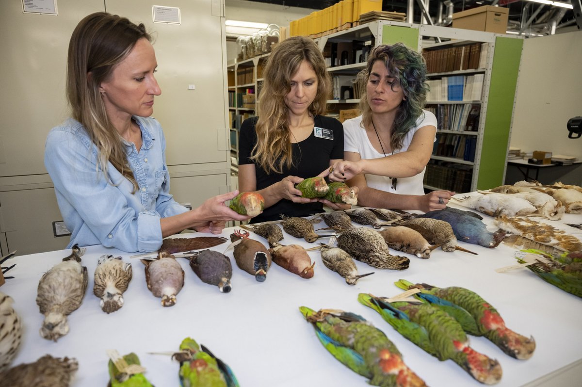 For the first time, researchers have extracted ancient DNA from Caribbean parrot fossils and archaeological specimens, showing that species thought to be endemic to certain islands were historically more widespread.
Story: 🦜
floridamuseum.ufl.edu/science/caribb…
Study: pnas.org/doi/10.1073/pn…