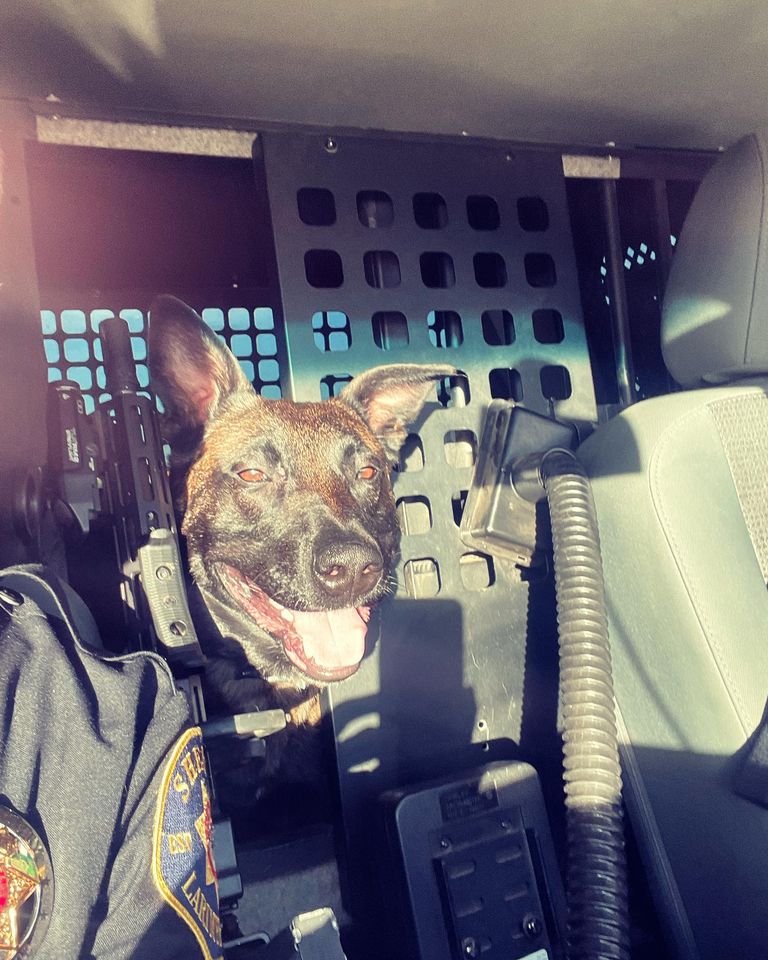 LarimerCounty's tweet image. Larimer County Sheriff&apos;s Office 

K9 Riggs is ready to start his work week!
#femalek9handler #sheriffk9 #k9unit #larimercountysheriffsoffice #larimercounty #k9riggs