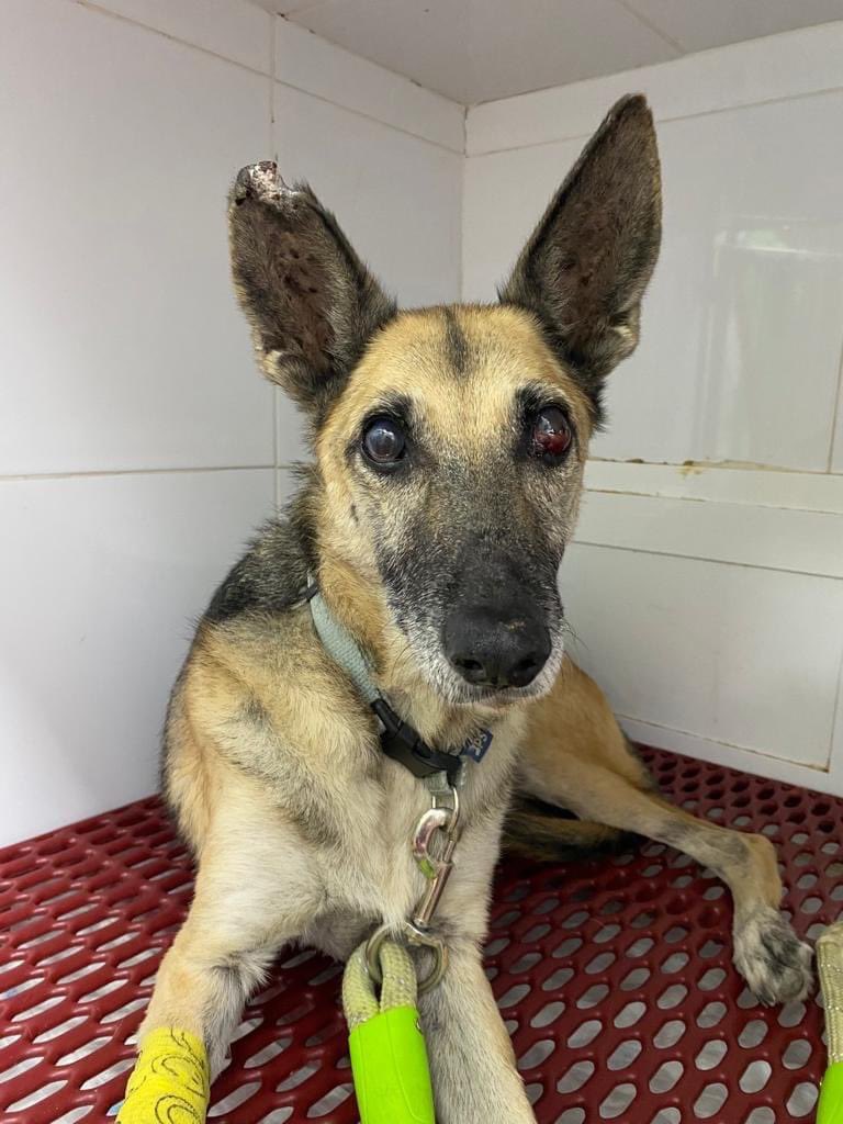 SergioGS97's tweet photo. He visto la foto de esta perrita en face y su dueña está desesperada pidiendo ayuda para su operación. Entre todos no cuesta nada y seguro que en su situación también nos gustaría recibirla.
Compartir si podéis. El número es: 675 92 25 79
 #ayudaeconomicaparaakita https://t.co/2fm5FFhPK3