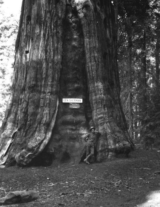 USGS's tweet photo. Happy 133rd Birthday to Sequoia National Park, home of the General Sherman Tree (the world's largest - by volume)!  🎂🌲

Here's a photo of it from 1909: https://t.co/6ksZddobQe

Have you visited?  We'd love to see your pics!

@SequoiaKingsNPS https://t.co/5mj7Y7PdWZ