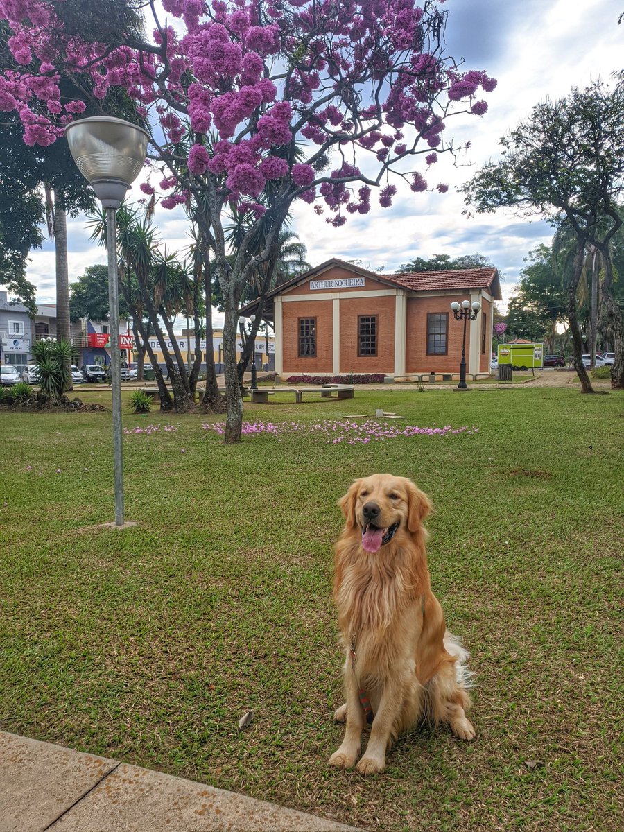 jehmelosfc's tweet photo. Ted de Artur Nogueira passando pra dar boas-vindas à estação mais bonita e florida do ano 🌸🐶🧡

#MeuPetNaEPTV https://t.co/WdZv1VpBuY