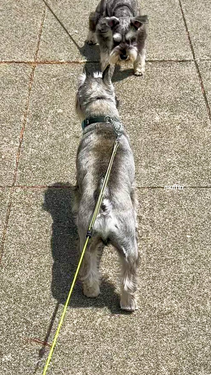 muffinjai's tweet photo. OMG #SchnauzerGang π€©π Happy #NationalSchnauzerDay π₯°π Howβs your weekend? π
ππ @legionofhonor #SanFrancisco #SanFranciscoDogs #DogsOfSanFrancisco #SFDogs #DogsOfSF πΆπΎ #MiniatureSchnauzer #Schnauzer https://t.co/qNjDCoOSGH
