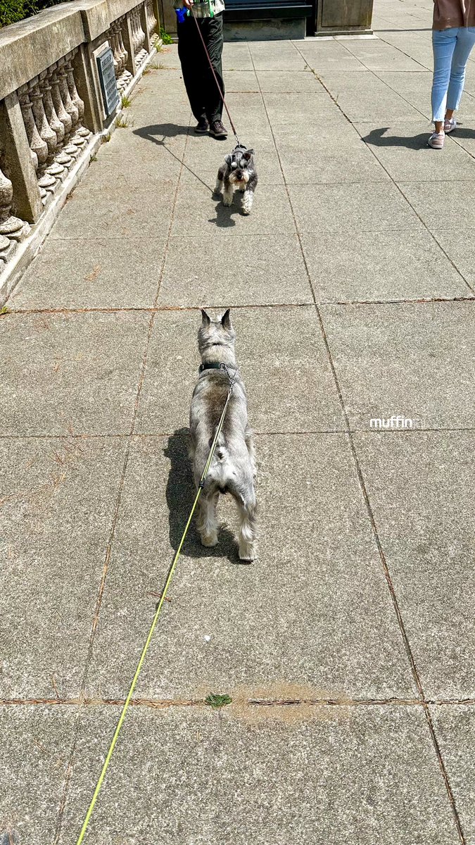 muffinjai's tweet photo. OMG #SchnauzerGang π€©π Happy #NationalSchnauzerDay π₯°π Howβs your weekend? π
ππ @legionofhonor #SanFrancisco #SanFranciscoDogs #DogsOfSanFrancisco #SFDogs #DogsOfSF πΆπΎ #MiniatureSchnauzer #Schnauzer https://t.co/qNjDCoOSGH
