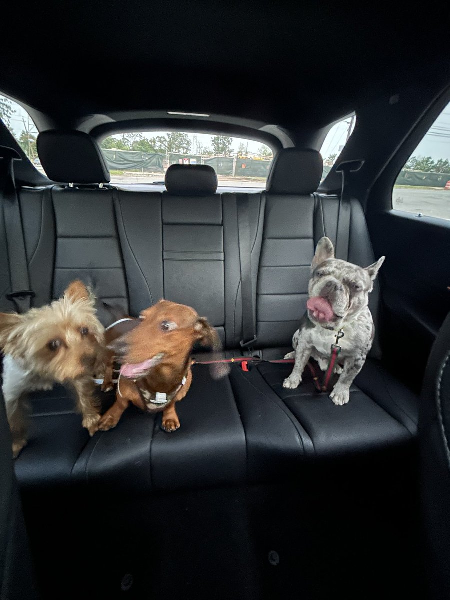 D_McIntosh32's tweet photo. spent a little doggie date with my boys https://t.co/Zu0h3P4YmV