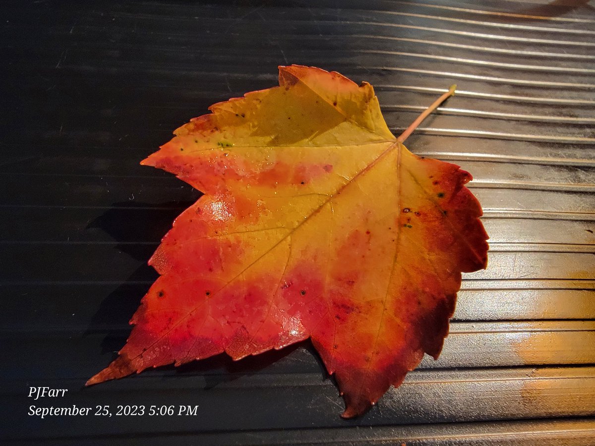 PeggyJoFarr2's tweet photo. A souvenir from the day. The leaves are changing colors. The ride through the hollow was a joy!
#fallseason2023
#aridethroughthehollow https://t.co/D1Qdq4ewOg