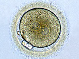 kichigi0003's tweet photo. 8年間大学で神道を学んだけど、卵子と精子が受精しただけで自分が誕生したのだと思っている人が多すぎる

確かに卵子と精子が受精しなくちゃ「いのち」は生まれないけれど、受精のあとに「ムスヒ」の力が発動しないといのちは生まれないんだよ
だって受精しただけで「いのち」が生まれるのならば…

体外受精成功率はもっと高くなるはずだよね

古事記において最初に現れた神は「アメノミナカヌシ」
次に「タカミムスヒ」と「カミムスヒ」の神が現れた！
この二柱の神が「ムスヒの神」
万物を生成育成する霊的な力のある神様だね

この「ムスヒ」の力がなければ命は誕生しないんよ
だから、男の子は「ムスコ」女の子は「ムスメ」って言うんだよね

だから命を大切にしましょー！て道徳の話をしたいんじゃないのね
だから神様に感謝しましょー！って話でもないのね

そうではなくて、人間の智慧や力が全く及ばないことがあって、今、自分が生きている事実って、人間ではさっぱりわからない「摩訶不思議な力」があってのことだと、いつも自覚していたいよねーって話なの

自覚するとどーなるのか？
あなたの人生の輝きが増すんだよ
人知の及ばない摩訶不思議な「生」を私たちは平気な顔して毎日やってのけている

スゴイよね
素晴らしいよね
スゴイ自分に拍手！いのち万歳！