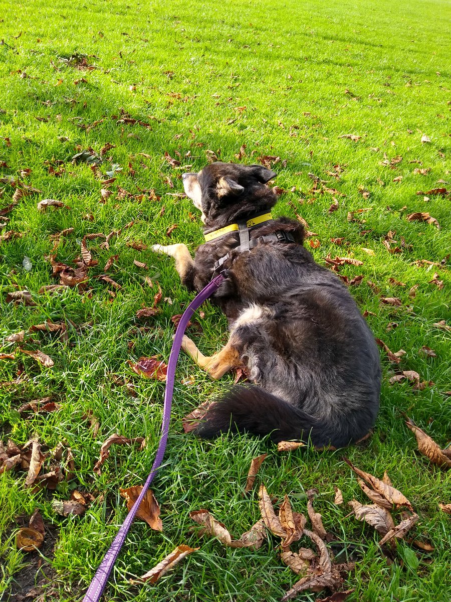 TamseyKitten's tweet photo. Bruno is waiting for his chums to arrive in the park. https://t.co/ohC8mGRIbT