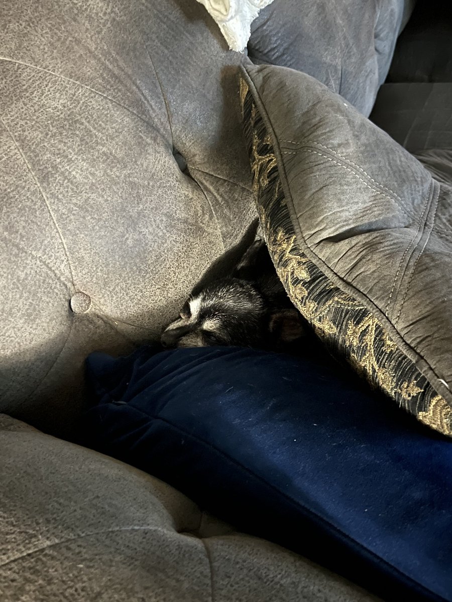 HeyItsDuke's tweet photo. 💤 https://t.co/xpwGEnjXNj
