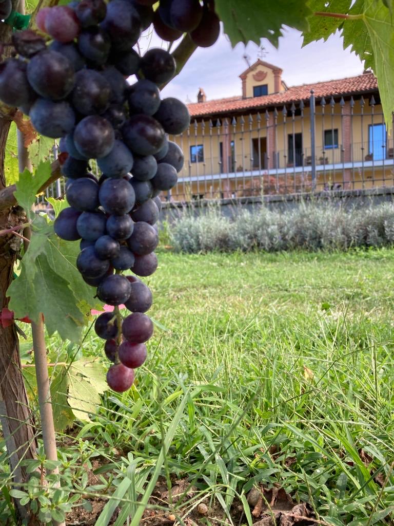 Ecco i primi grappoli di uva frutto delle viti da me piantate
alla casa della madia un anno fa.
É il dolce moscato nero, uva da mangiare tra amici
dalla quale estrarre un vino da bersi solo per parlare di amore.
È il vino inebriante degli amanti 
sopratutto degli amanti di Dio!