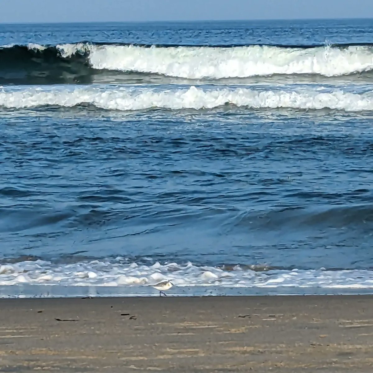 Susan DiClemente tweet media