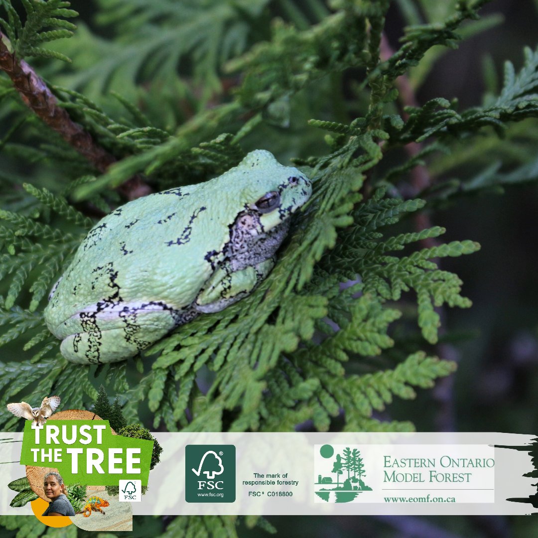 ontariowoodlot's tweet photo. Life depends on thriving forests, as they are home to most terrestrial wildlife and plant species.
EOMF and OWA are proud to join others in creating a long-lasting impact by protecting wildlife and combatting climate change.
#TrustTheTree #FSCForestWeek #EOMF #ModelForest https://t.co/1JEjkndpei