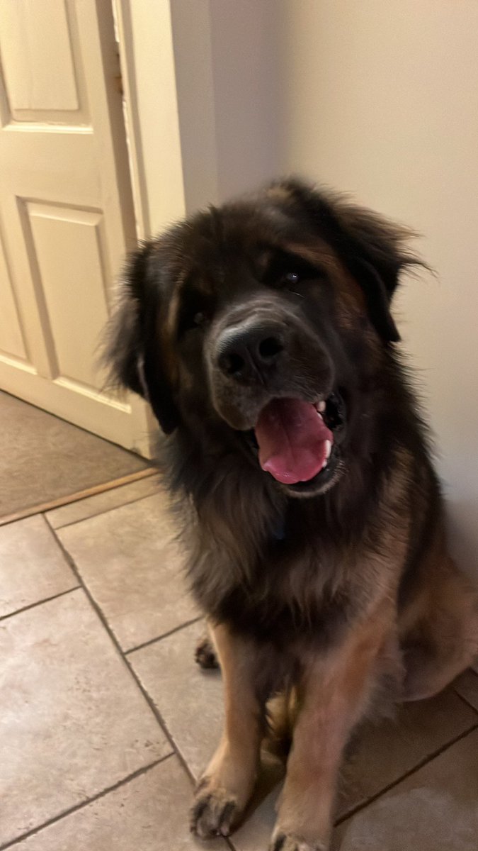 StephanieLoft's tweet photo. @charliersmith1 Our dogs, Milton the Leonberger and Arnold the Sprollie. https://t.co/O6UaKrxdLy