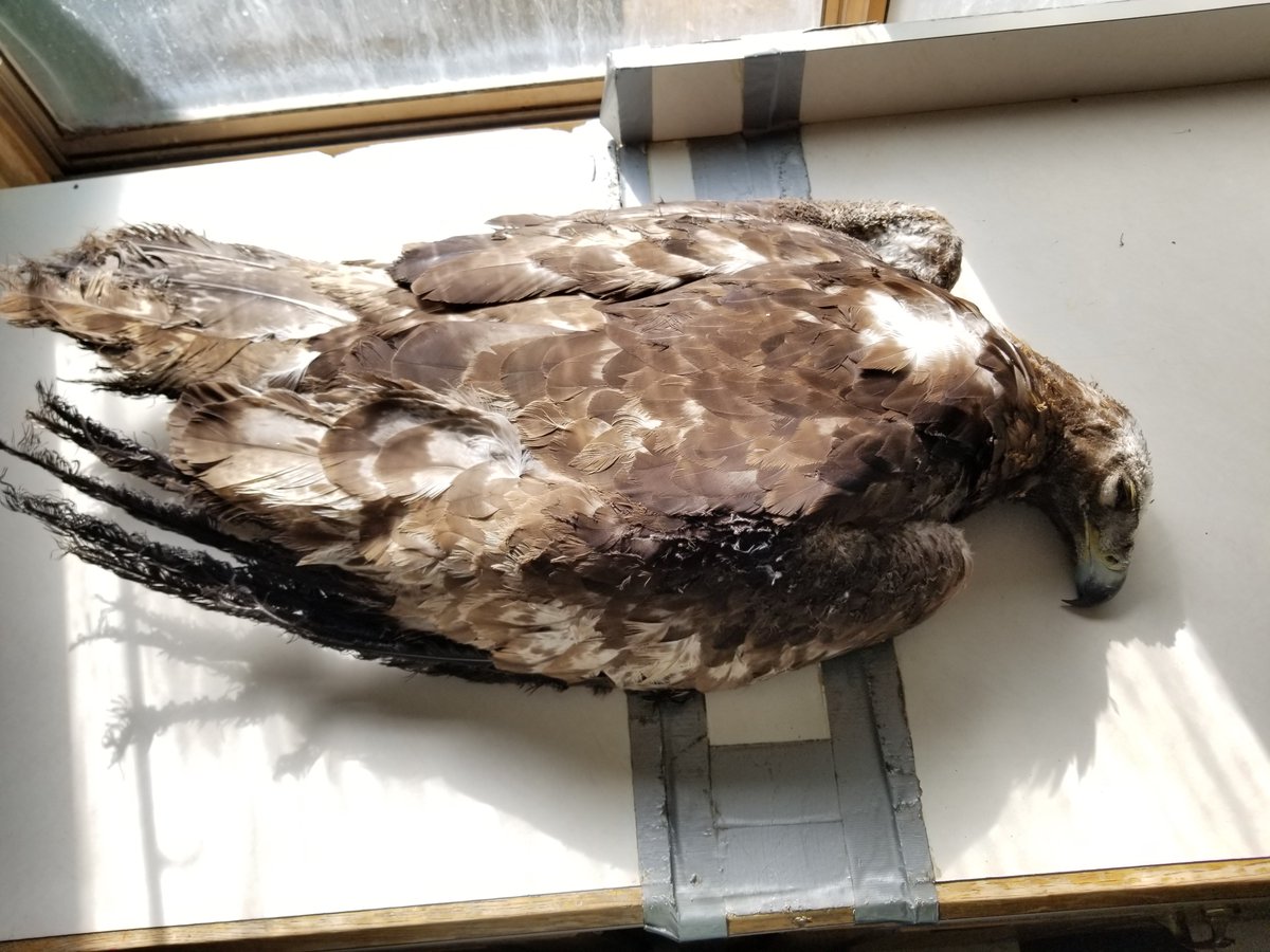 BasinRange's tweet photo. The Crescent Dunes Solar Project, BLM lands near Tonopah, NV has new owners and operates 40 to 50 % of the time. We found out it burned this golden eagle 2 years ago in the deadly radiant #solarflux of the receiver tower. It did not survive. https://t.co/eGSFhXNeRZ