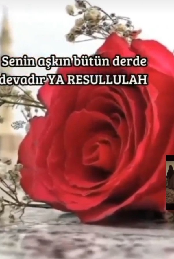 serapeceahmet's tweet photo. "Güneş Ondan daha hayırlı birinin üzerine doğmadı!" ☀️🌹
#MevlidGecesi https://t.co/ER8WOGov2T