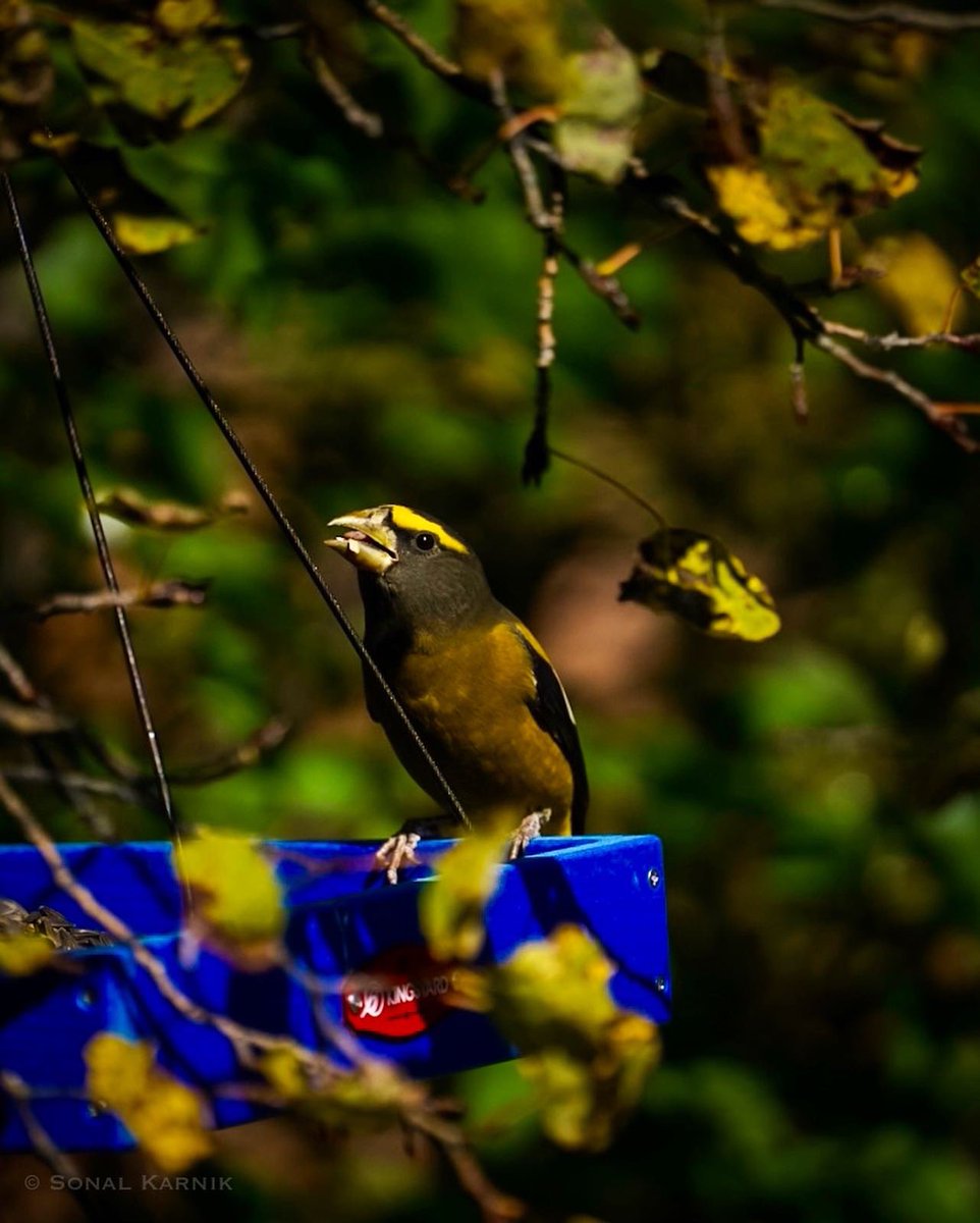 Male Evening Grosbeak enjoying a snack of sunflower seeds #BirdsSeenIn2023 #Colorado #coloradobirds #coloradobirding #rockymountains #sonyphotography #SonyAlpha