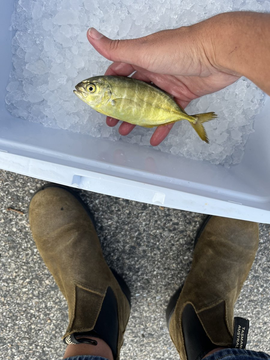 Colorful surprise catch in Casco Bay - a blue runner. Perhaps a tourist from the Gulf Stream? 

#CascoBay #GulfofMaine #AtlanticOcean