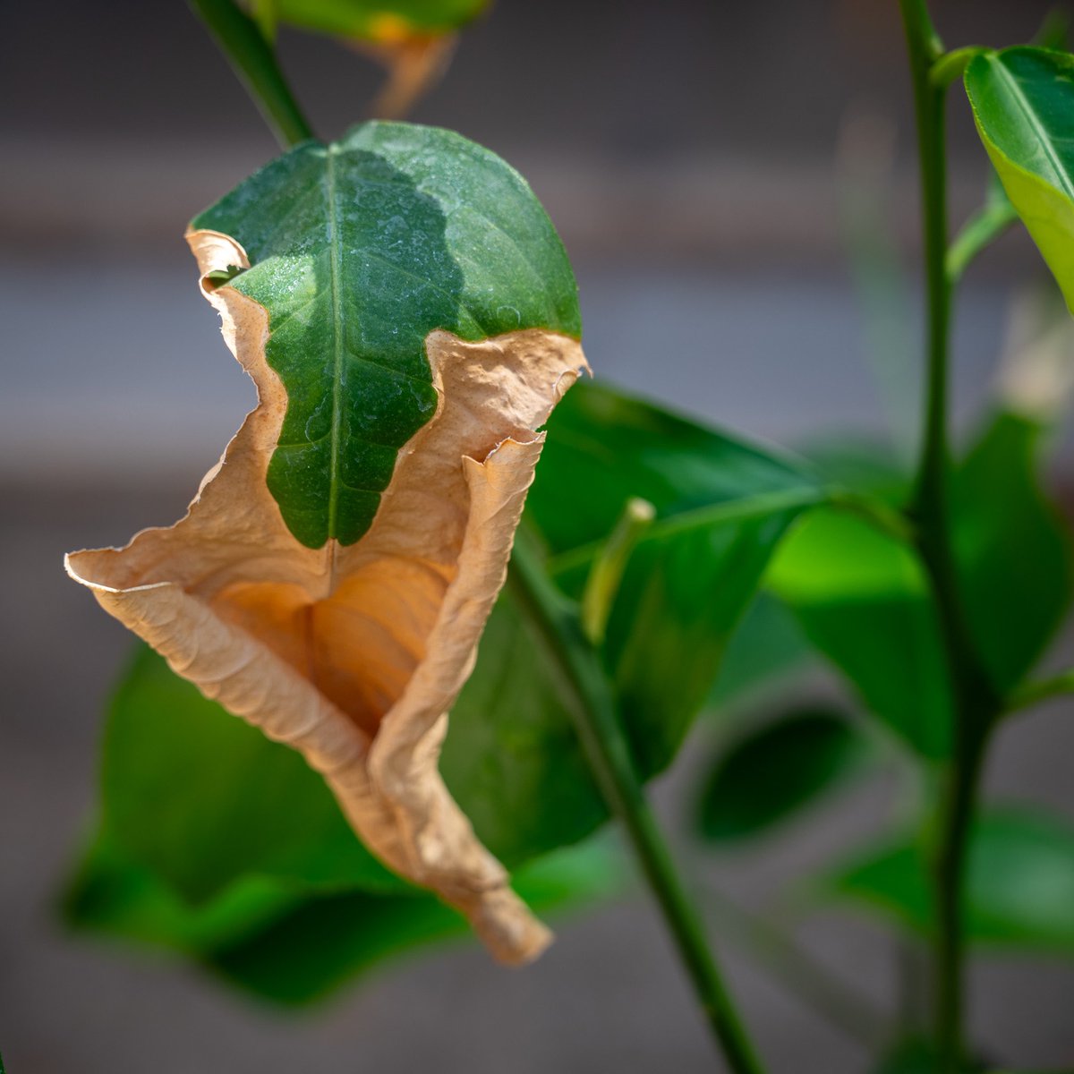 dcjamieson's tweet photo. #52Frames_wabisabi
Japanese aesthetic that focuses on imperfection and beauty. Simplicity, Imperfecion. Transience. 
Nikon Z5
Z 50mm ƒ/1.8 S
Z 24-70mm ƒ/4 S
#nikon #nikonz5 #nikonphotography #52framesphotography #52framesphotographers https://t.co/lzp8prrCFK