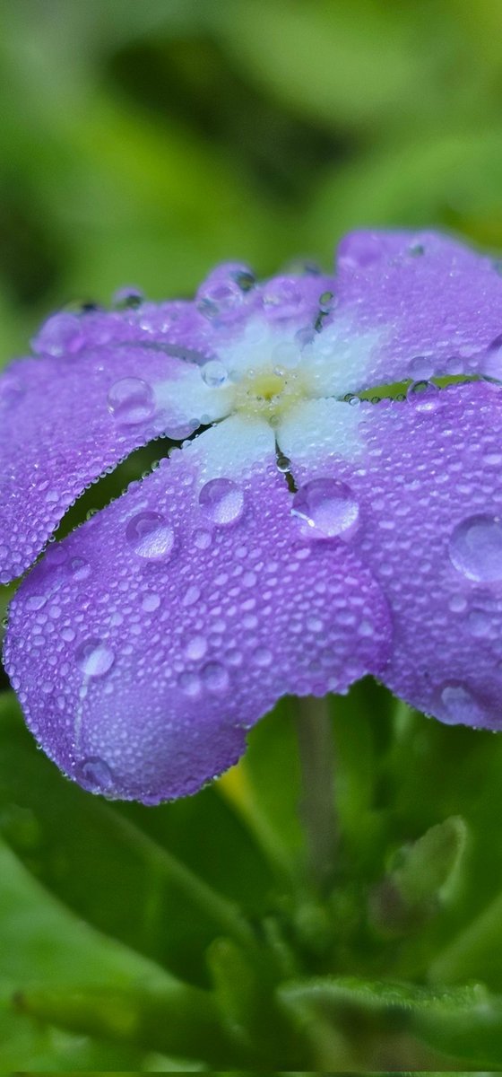 maureenb539's tweet photo. September garden https://t.co/1nVzHOyz8i